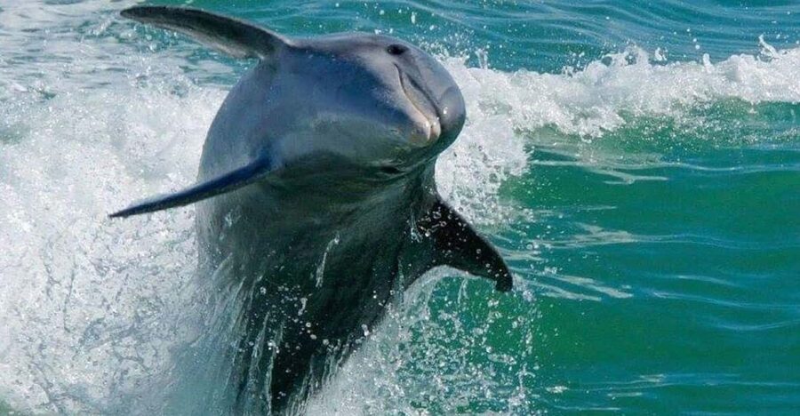 Madeira Beach: Egmont Key Snorkeling and Dolphin Cruise - Key points at a glance