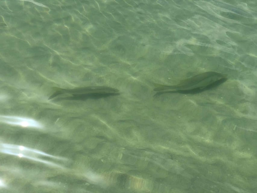 Madeira Beach: Egmont Key Snorkeling and Dolphin Cruise - Snorkeling around ruins and grass flats