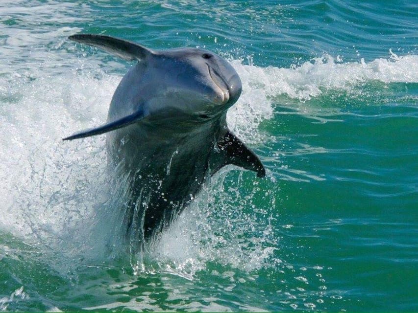 Madeira Beach: Egmont Key Snorkeling and Dolphin Cruise - The free pint and what you need to bring