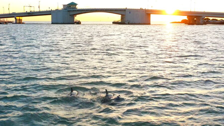 Madeira Beach: Guided Dolphin Watching Eco-Friendly Cruise - Who should book this Madeira Beach cruise?