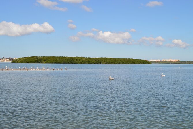 Madeira Beach - Shell Key - Dolphins - Half Day Private Boat Tour - Timing, weather, and what to bring