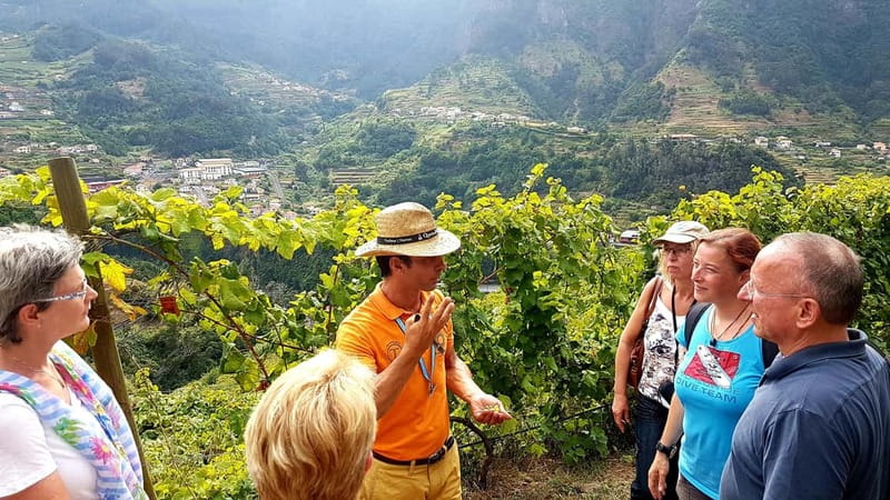 Madeira: Cabo Girão, Wines Experience and Dolphins Watching - Who should book this full-day combination?