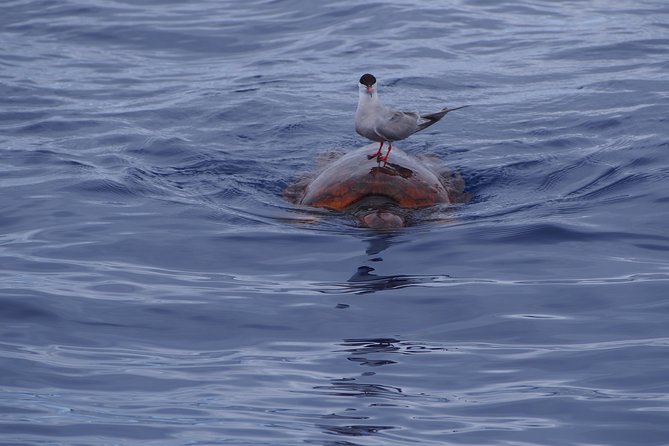 Madeira Dolphin and Whale Watching on a Ecological Catamaran - The wildlife search along Madeira’s southern coast