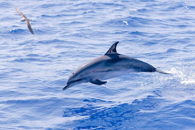 Madeira Dolphin & Whale Watching Tour - The briefing sets the tone