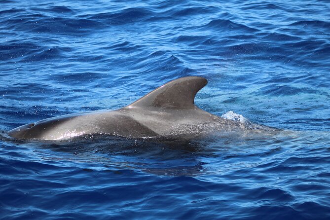 Madeira Dolphin & Whale Watching Tour - Dolphins often provide the most action