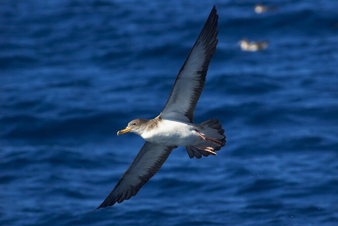 Madeira Dolphin & Whale Watching Tour - Watching wildlife without turning it into a show