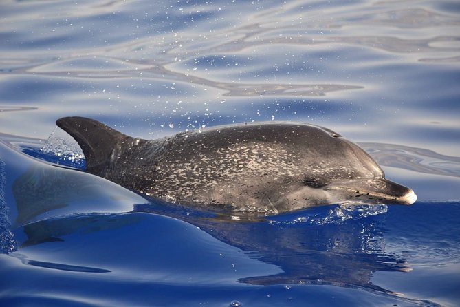 Madeira Dolphin & Whale Watching Tour - Madeira looks different from offshore