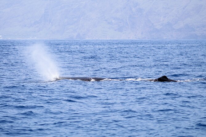 Madeira Dolphin & Whale Watching Tour - How long the trip really takes