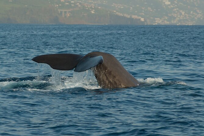 Madeira Dolphin & Whale Watching Tour - Riding the semi-rigid boat