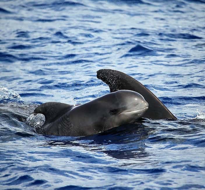 Madeira: Responsible Whales and/or Dolphins Watching Tour - Key points to know before you go