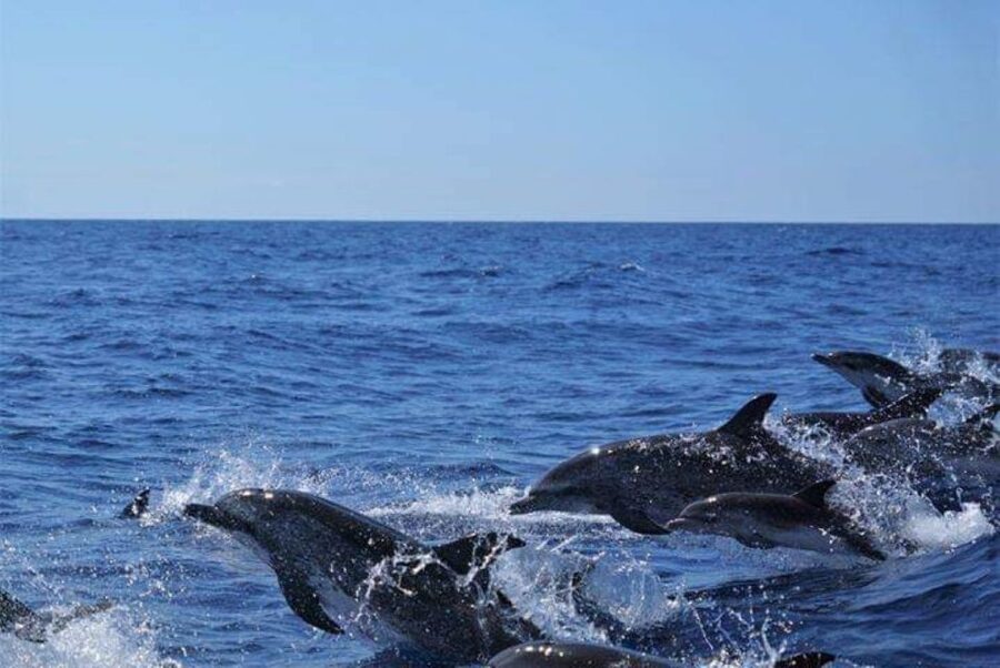 Madeira: Responsible Whales and/or Dolphins Watching Tour - Should you book Blue Safari Madeira?