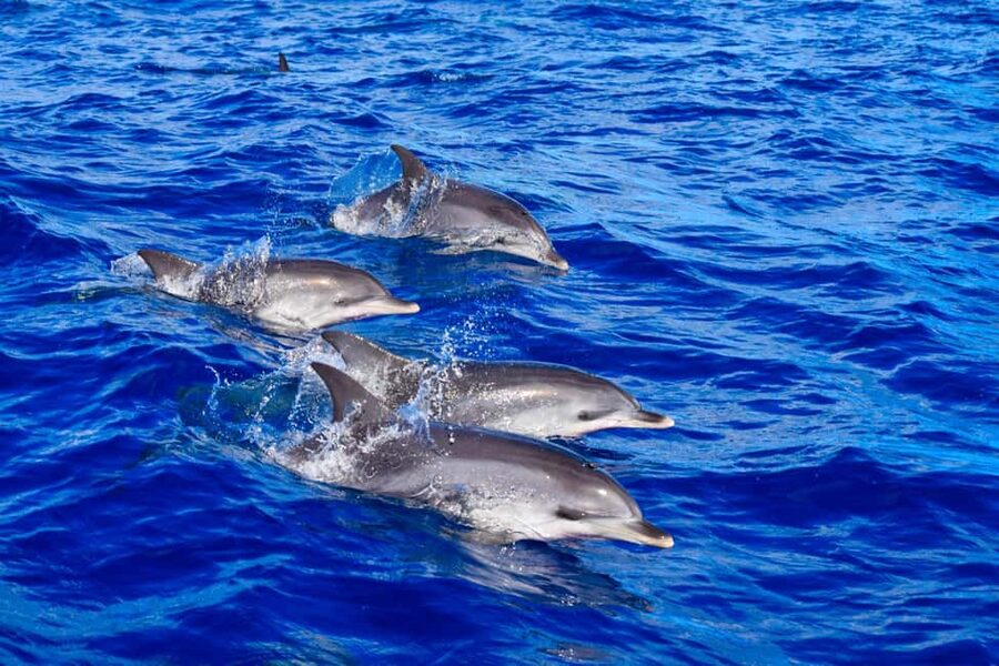 Madeira: Responsible Whales and/or Dolphins Watching Tour - Leaving Funchal Marina on a purpose-built RIB