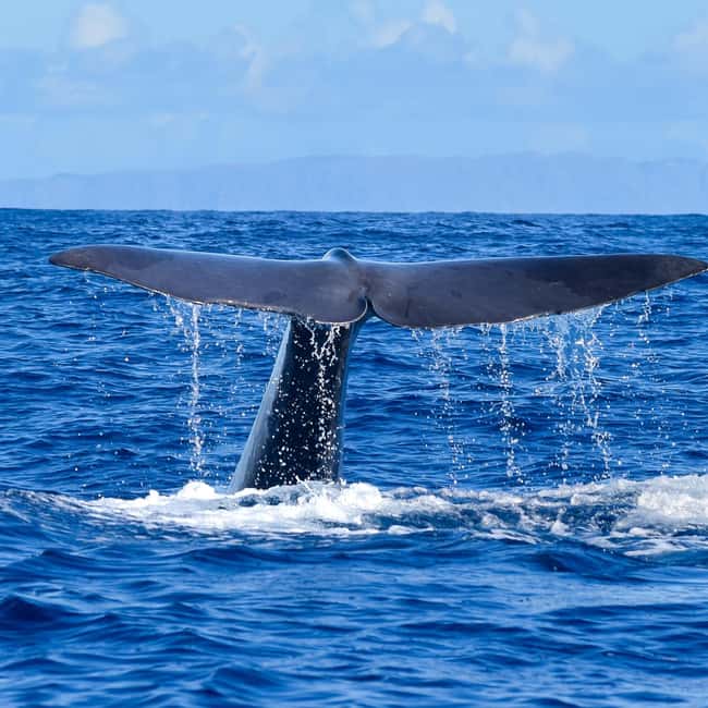 Madeira: Responsible Whales and/or Dolphins Watching Tour - Two hours among dolphins, whales, and open water