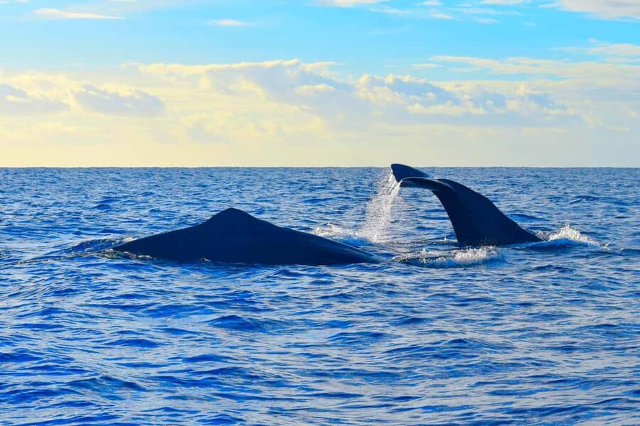 Madeira: Responsible Whales and/or Dolphins Watching Tour - Responsible viewing without the circus