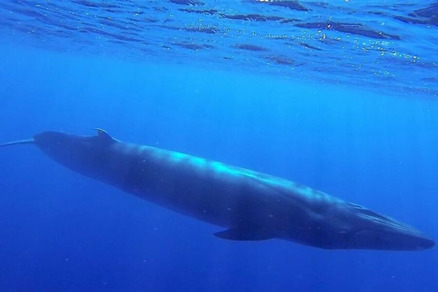 Madeira: Responsible Whales and/or Dolphins Watching Tour - The boat ride is thrilling, but not gentle