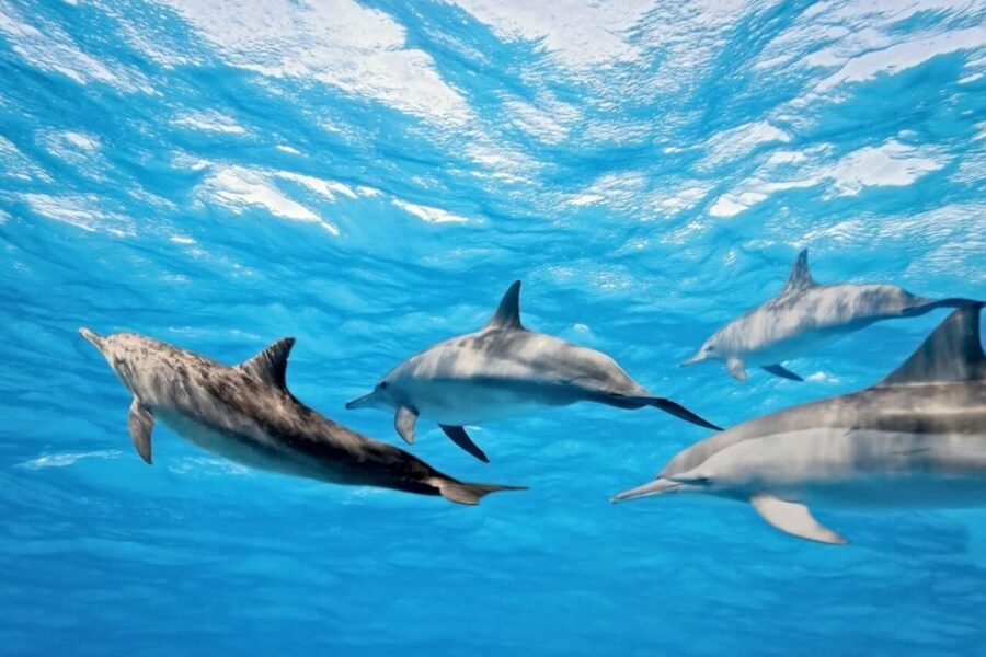 Madeira: Responsible Whales and/or Dolphins Watching Tour - What the $56 price buys you