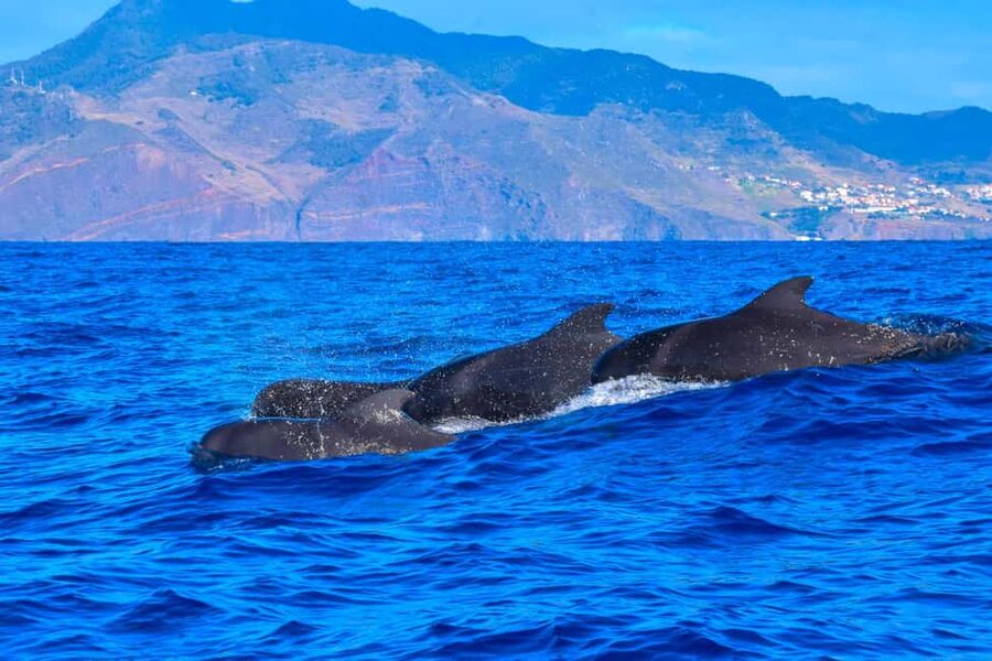 Madeira: Responsible Whales and/or Dolphins Watching Tour - Who will enjoy this Madeira outing most