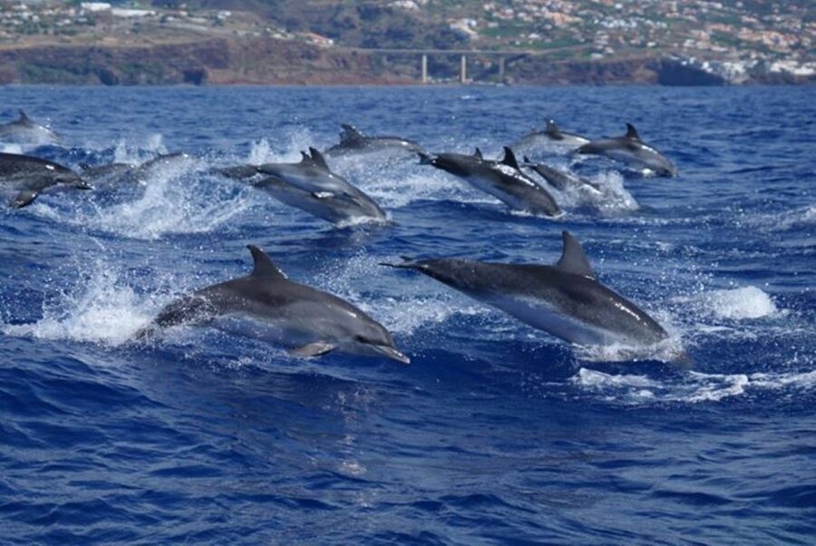 Madeira: Responsible Whales and/or Dolphins Watching Tour - Practical details that make the day easier