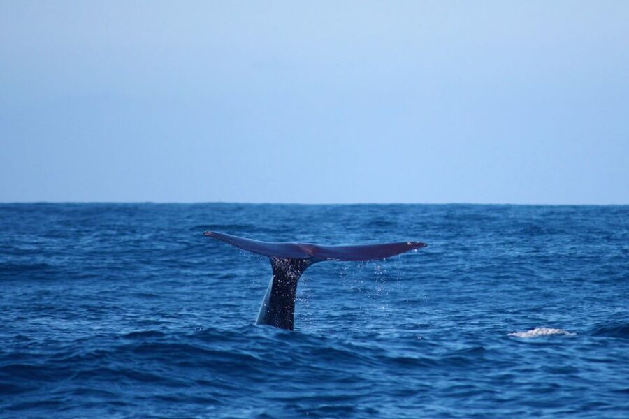 Madeira: Whale and Dolphin Watching Private Cruise - Setting out from Calheta Marina