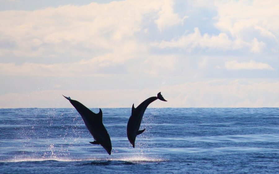 Madeira: Whale and Dolphin Watching Private Cruise - Drinks, photographs, and the ride home