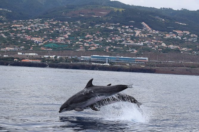 Magic Dolphin Celebrity - Searching for Dolphins and Whales Around Madeira