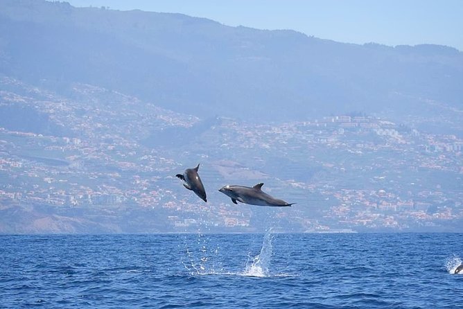 Magic Dolphin Celebrity - What the Land and Sea Option Really Includes