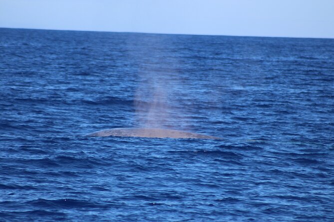 Magic Dolphin Celebrity - Who Will Enjoy This Boat Trip Most