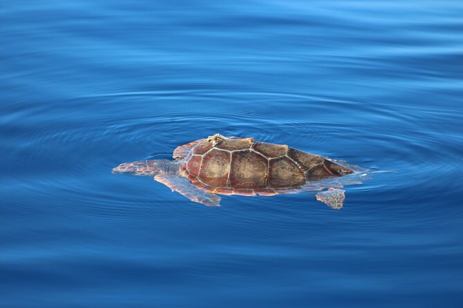 Magic Dolphin Celebrity - Cabo Girão and the Summer Swim