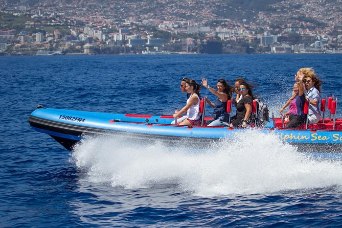 Magic Dolphin Sea Safaris - Five things to know before you book