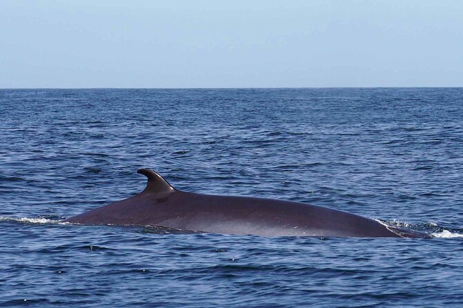 Magic Dolphin Sea Safaris - What the two-hour itinerary feels like