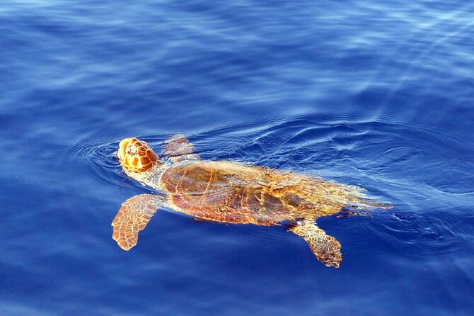 Magic Dolphin Sea Safaris - The wildlife you might actually see