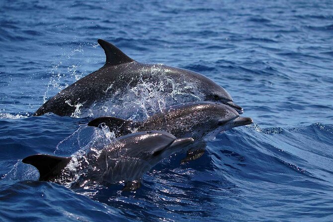 Magic Dolphin Sea Safaris - Guides, commentary, and the feel on board