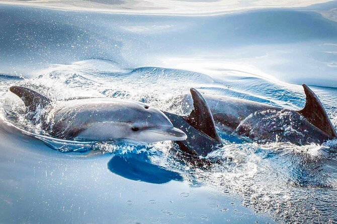 Magic Dolphin Sea Safaris - Is $60.49 a fair price?