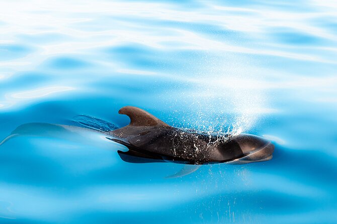 Magic Dolphin Sea Safaris - Who will enjoy this trip most