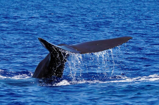 Magic Dolphin Sea Safaris - Booking details that matter in Madeira
