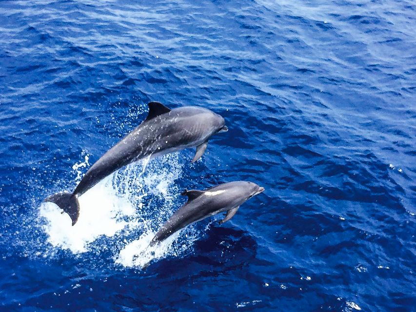 Mallorca: Dolphin Watching Cruise - Key points at a glance