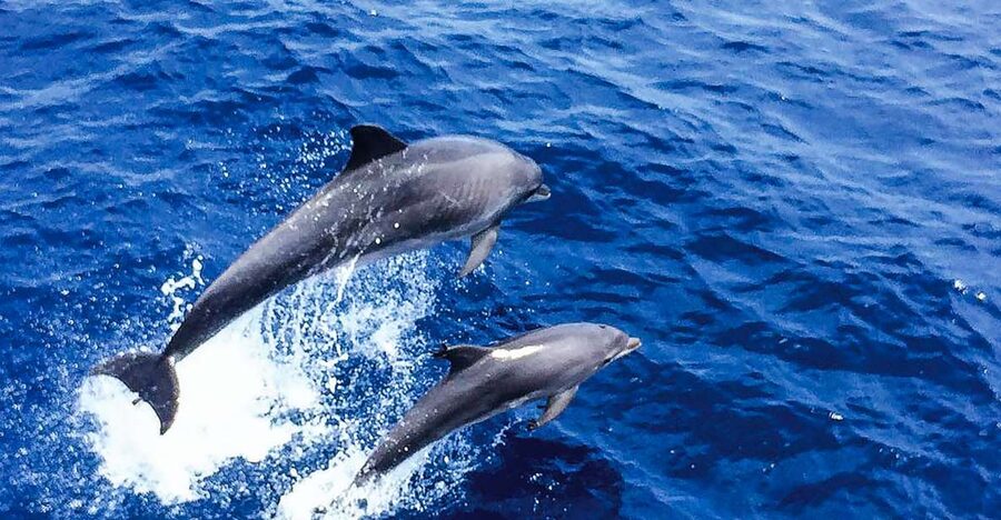 Mallorca: Dolphin Watching Cruise - Watching Dolphins From Above and Below