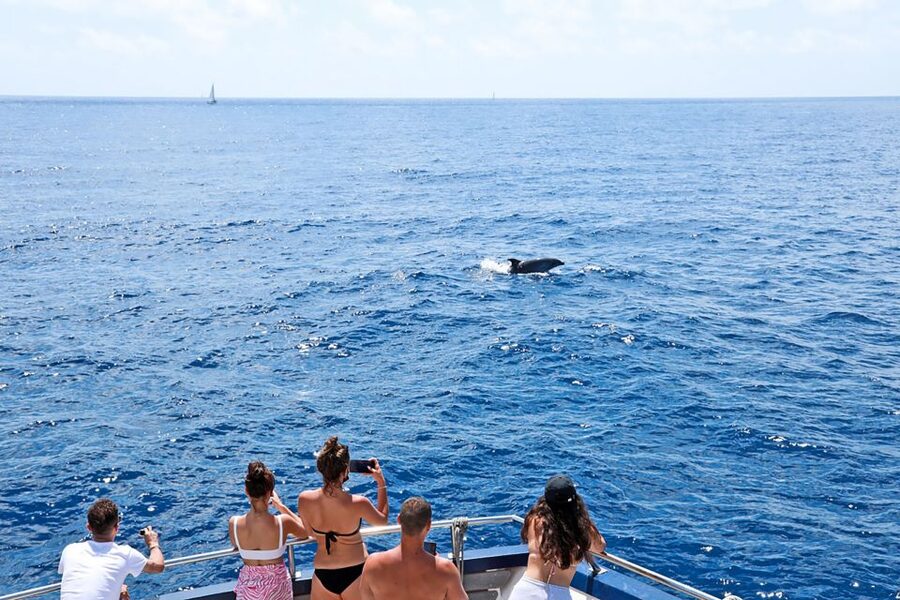 Mallorca: Dolphin Watching Cruise - A Short Swim in Clear Mallorca Water