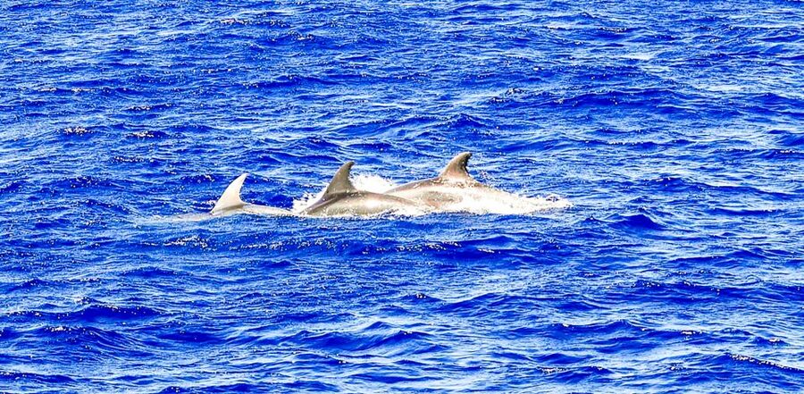 Mallorca: Dolphin Watching Cruise - Food, Drinks, and Life on the Main Deck