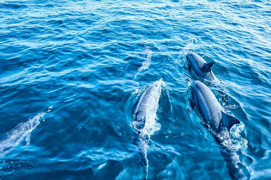Mallorca: Dolphin Watching Cruise - What the $54 Price Really Buys