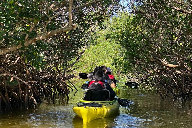 Manatee and Dolphin Kayak Tour - Key points at a glance