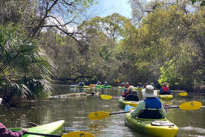 Manatee and Dolphin Kayak Tour - Dolphin and manatee chances