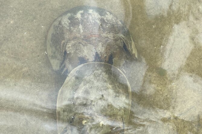 Manatee and Dolphin Kayak Tour - Practical booking advice for a smoother trip