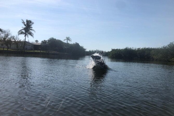 Manatee and Dolphin Kayak Tour - Mangrove tunnels are the visual highlight