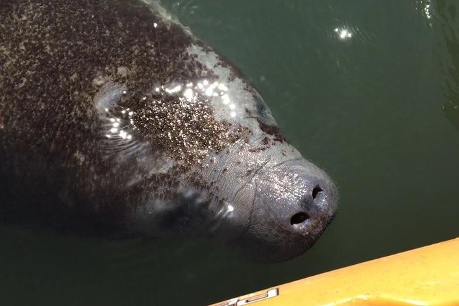 Manatee and Dolphin Kayaking Encounter - Starting at Haulover Canal near Cocoa Beach