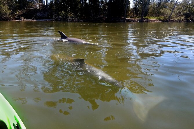 Manatee and Dolphin Kayaking Encounter - The first reward: manatees beside the kayak