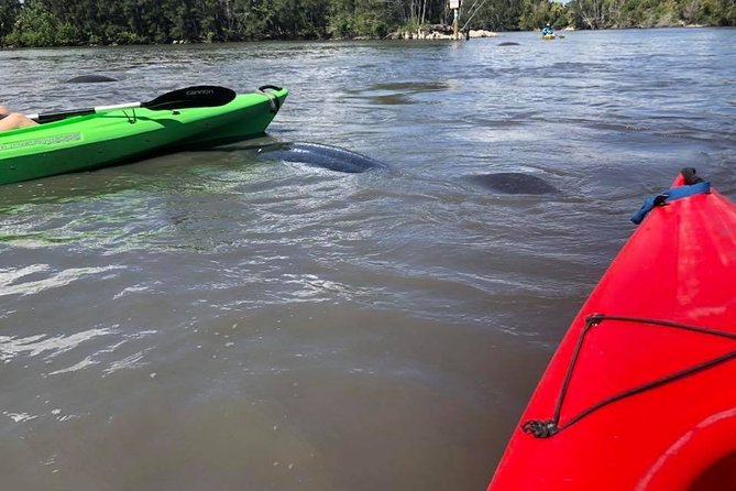 Manatee and Dolphin Kayaking Encounter - Who should book this kayak outing?