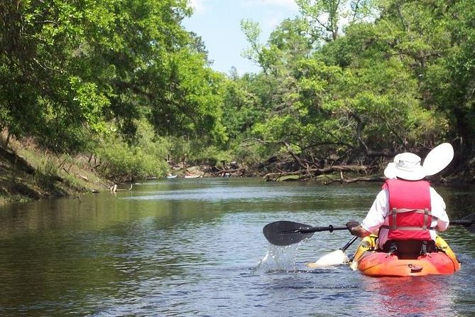 Manatee and Dolphin Kayaking Encounter - Searching for dolphins in open water