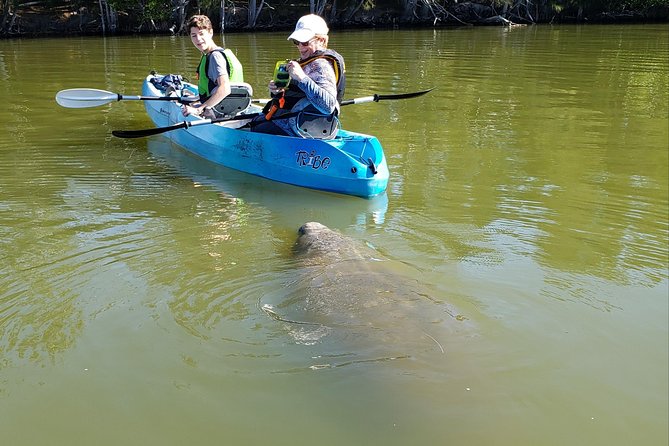 Manatee and Dolphin Kayaking | Wildlife Refuge (Titusville) - What the 90-minute paddle feels like