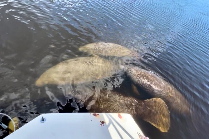 Manatee, Dolphin, and 10,000 Islands Eco Beach Tour by Boat - Group size, comfort, and the boat ride